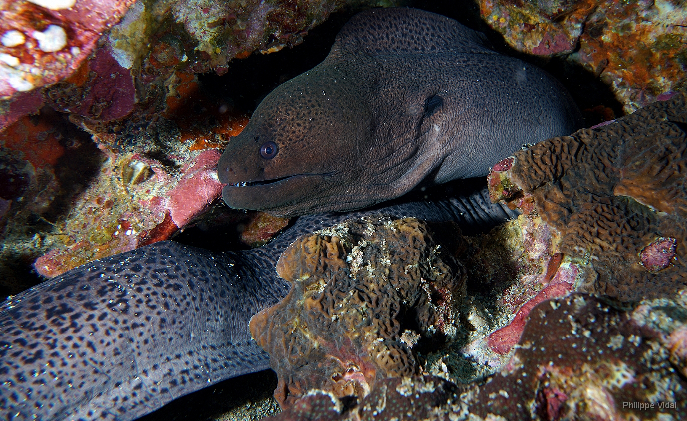 Birmanie - Mergui - 2018 - DSC03168 - Giant moray - Murene Javanaise - Gymnothorax javanicus.jpg